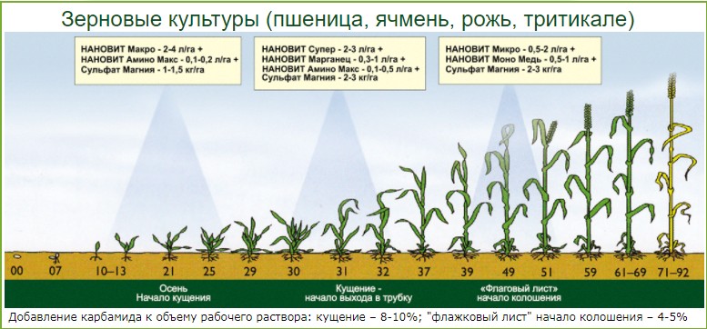 Озимый тритикале технологическая карта